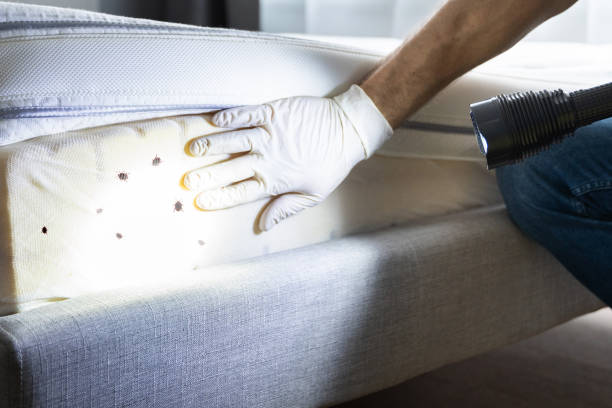 Best Pest Prevention Services  in Bear Creek Ranch, TX