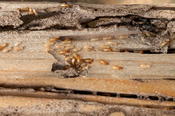 Best Affordable Pest Control Services  in Bear Creek Ranch, TX